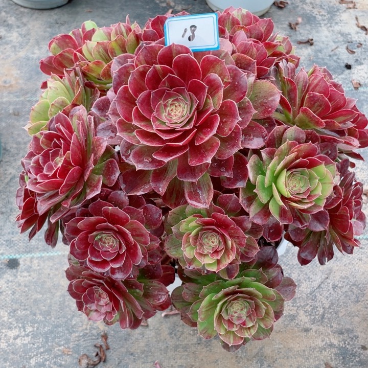 18老庄多肉法师花月夜