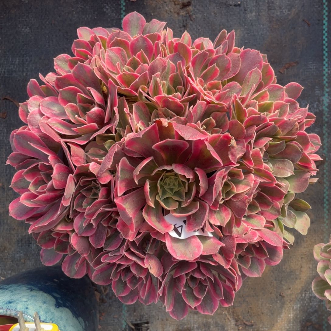 424精品法师女妖