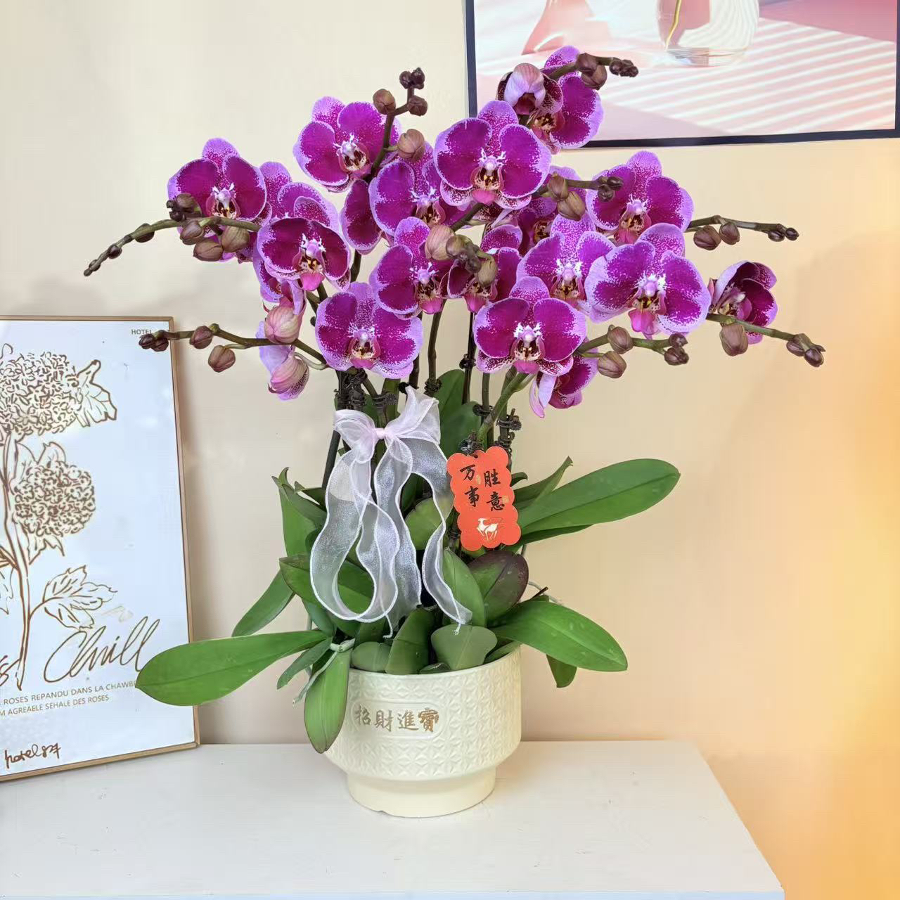 蝴蝶兰《金财主》进口品种特大花  紫红色室内绿植花卉盆栽