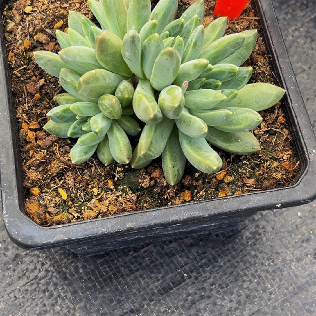 2410下午多肉植物群生