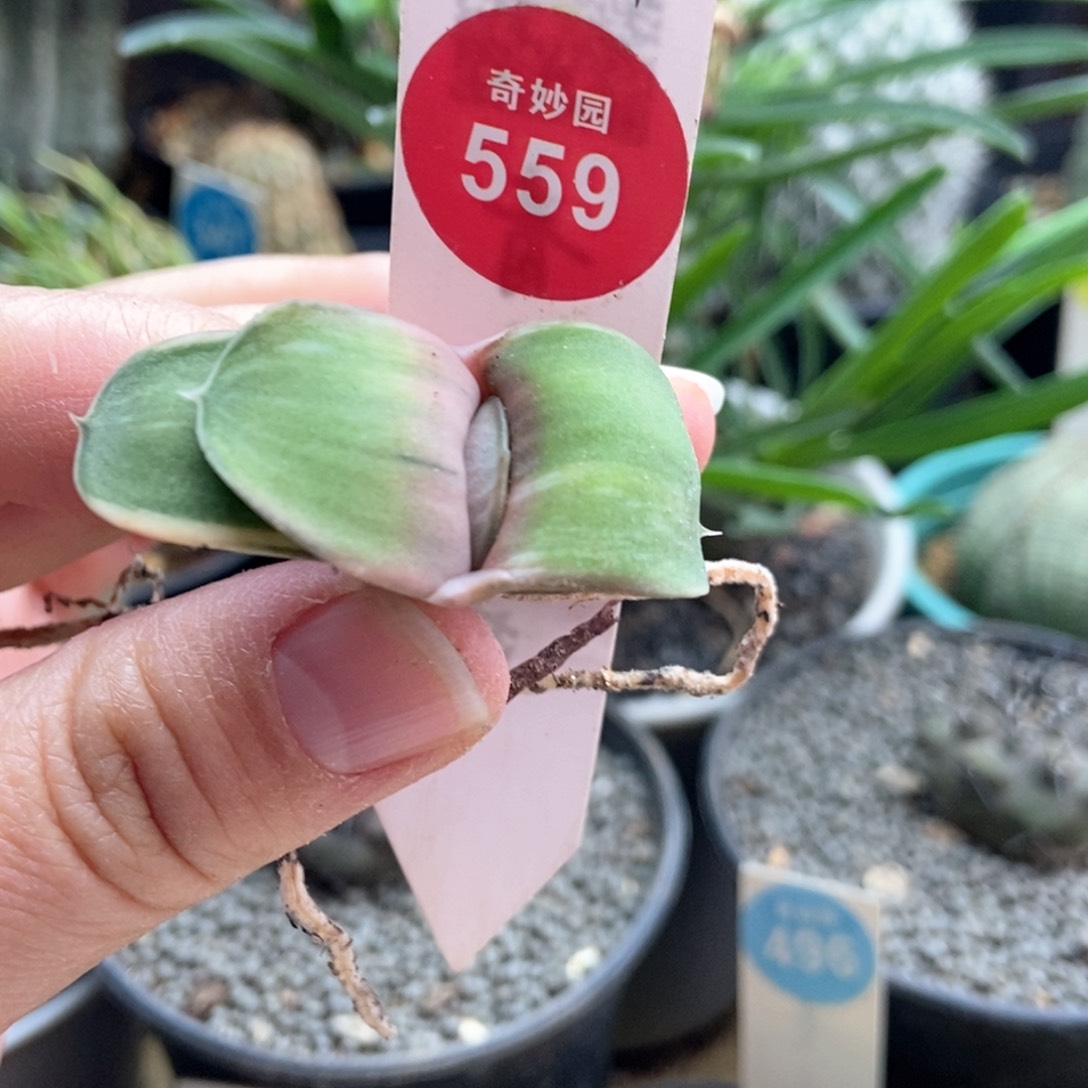 卧牛锦一颗仙人球