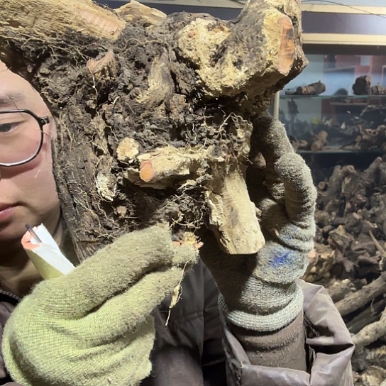 香榧木红*火琉璃的故事毛料摆件