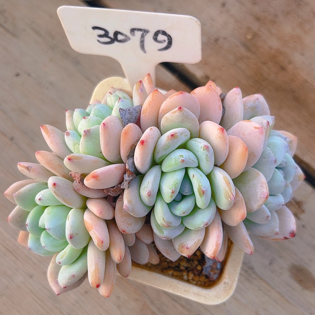 没*事四头冷香3079号一物一拍