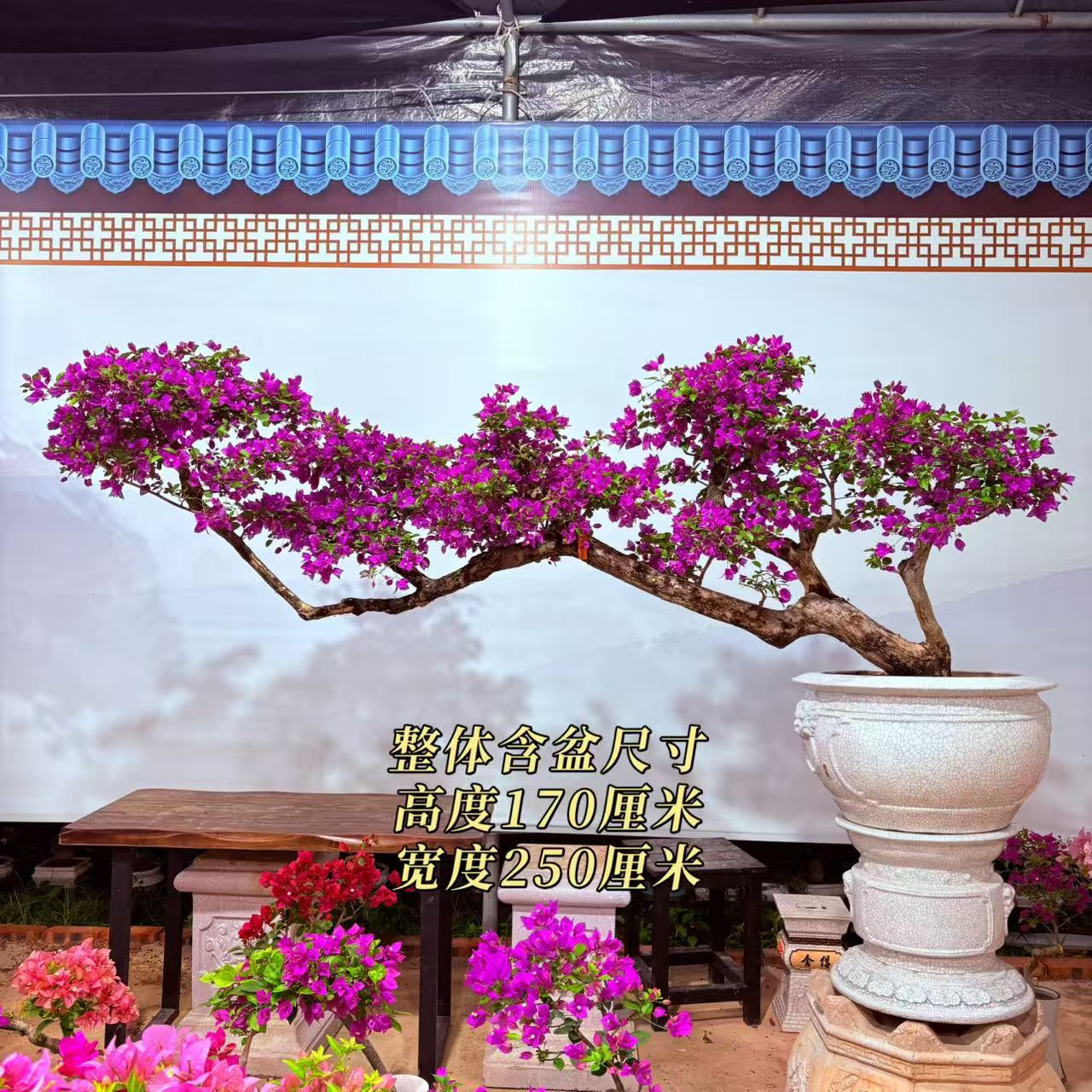 【与心园艺】精品小叶紫老桩三角梅盆景