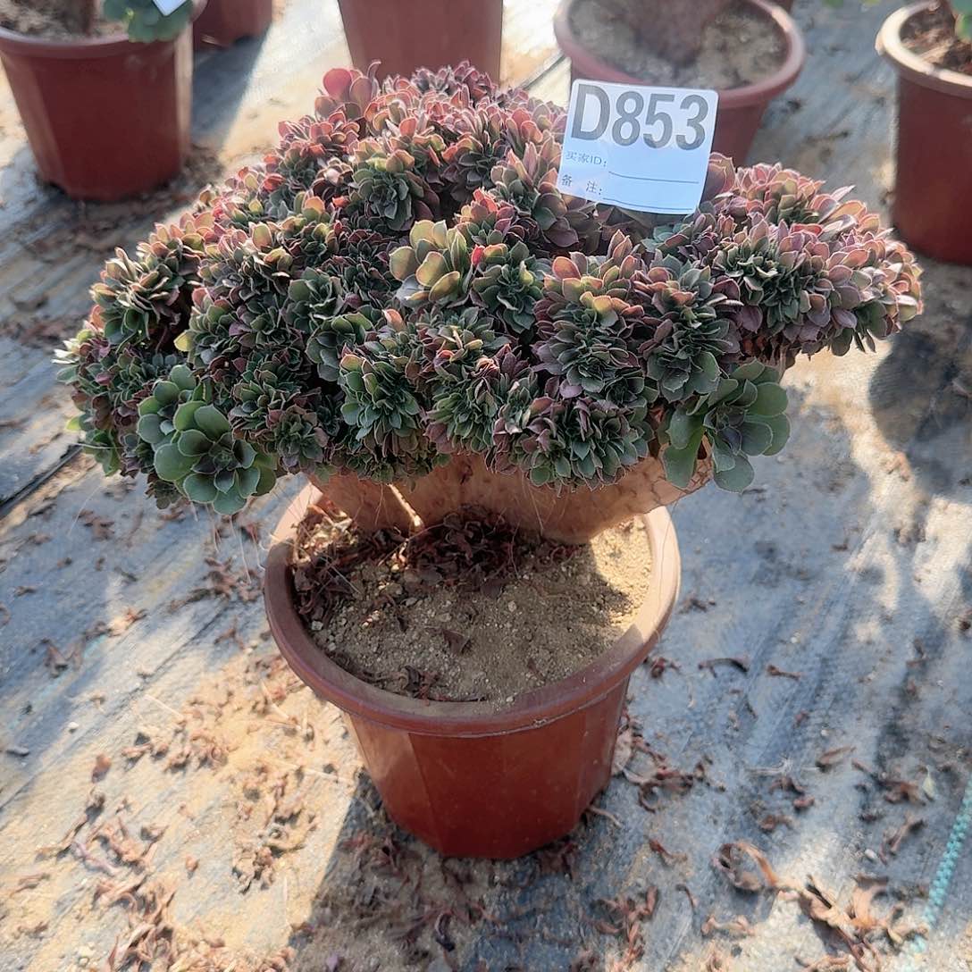 853玫瑰朵朵一颗