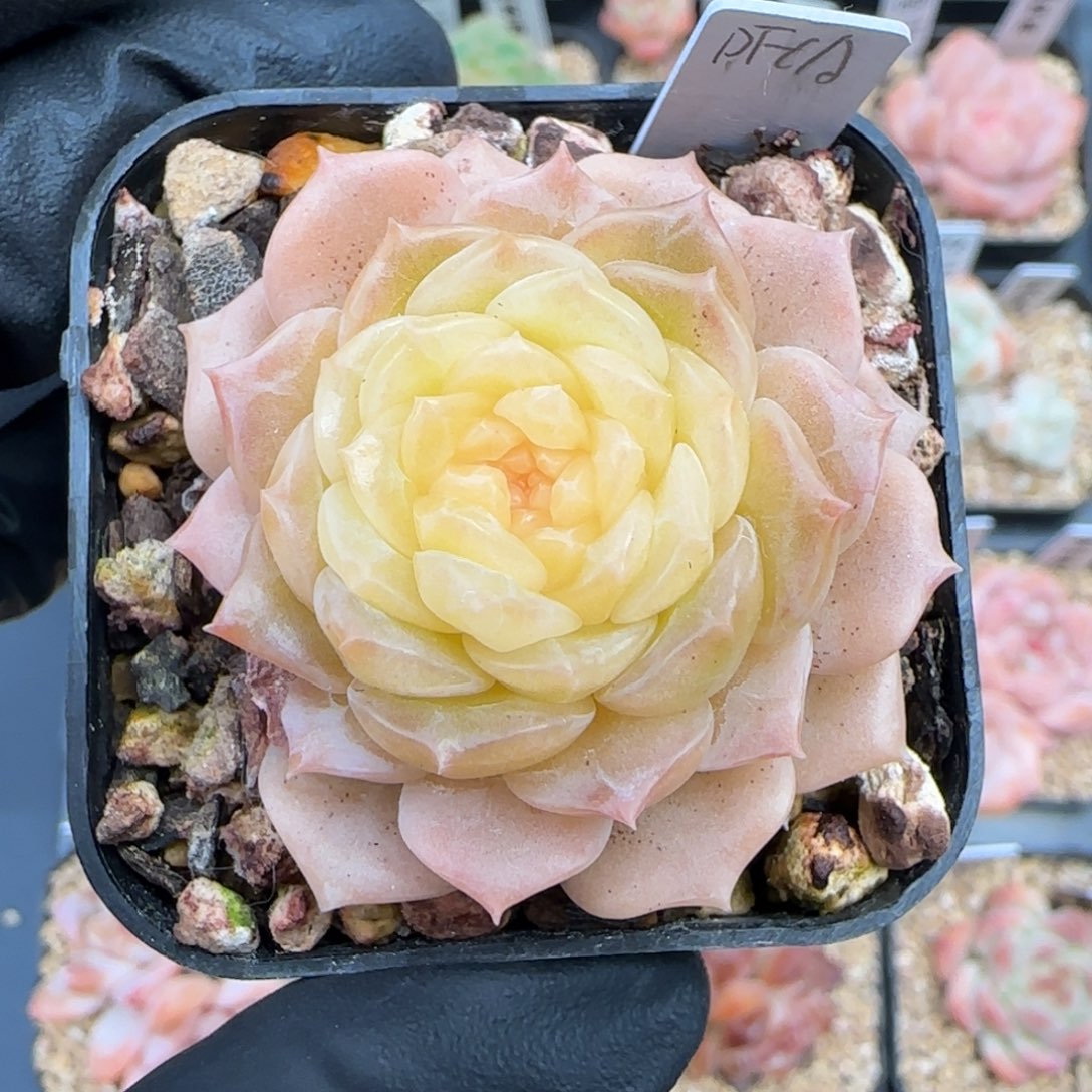 ****风纯爱   头顶的风   专拍