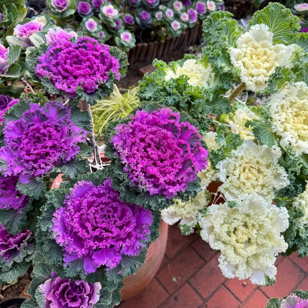 羽衣甘蓝多年生耐寒变色花园植物越冷越好看