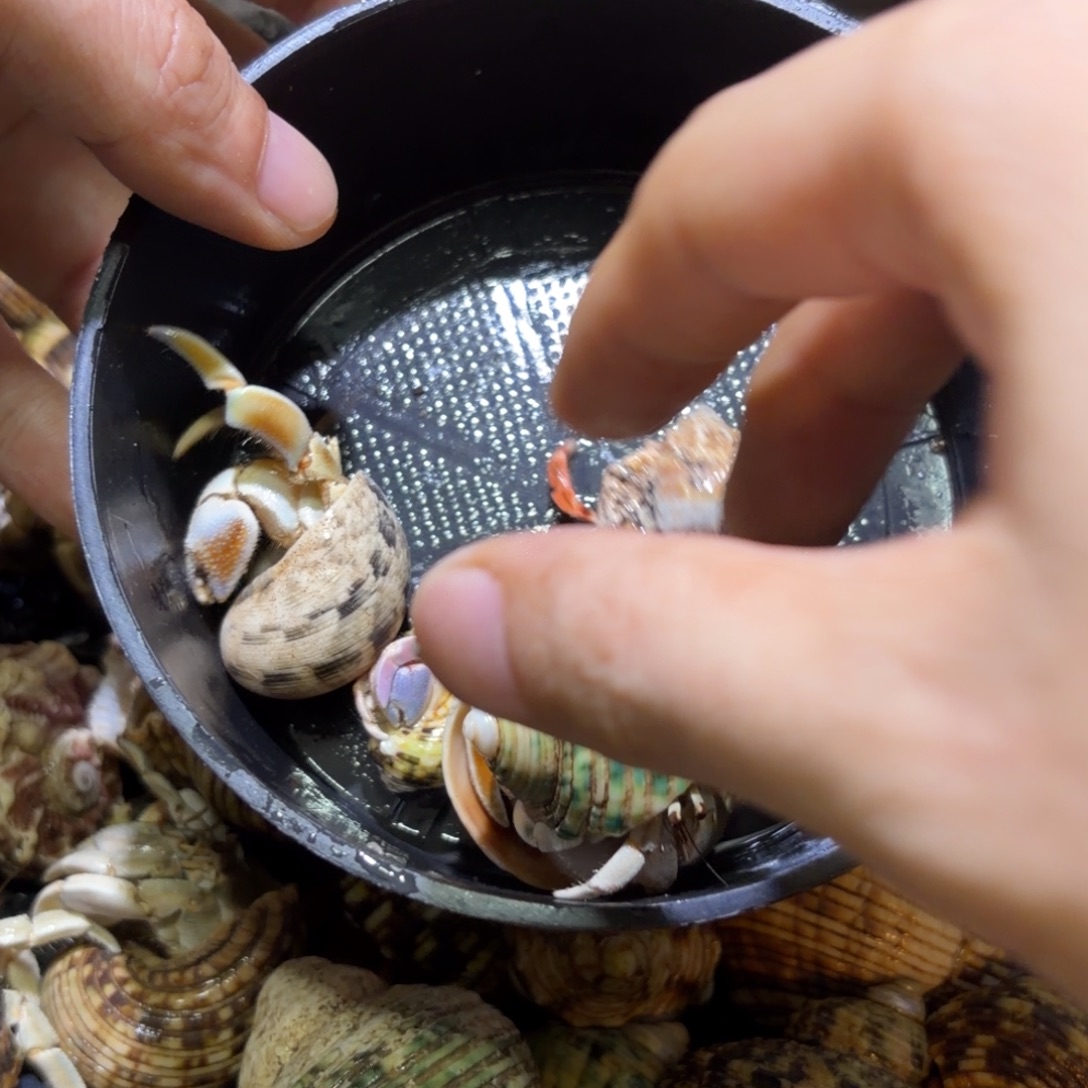 活体寄居蟹 不退不换 28