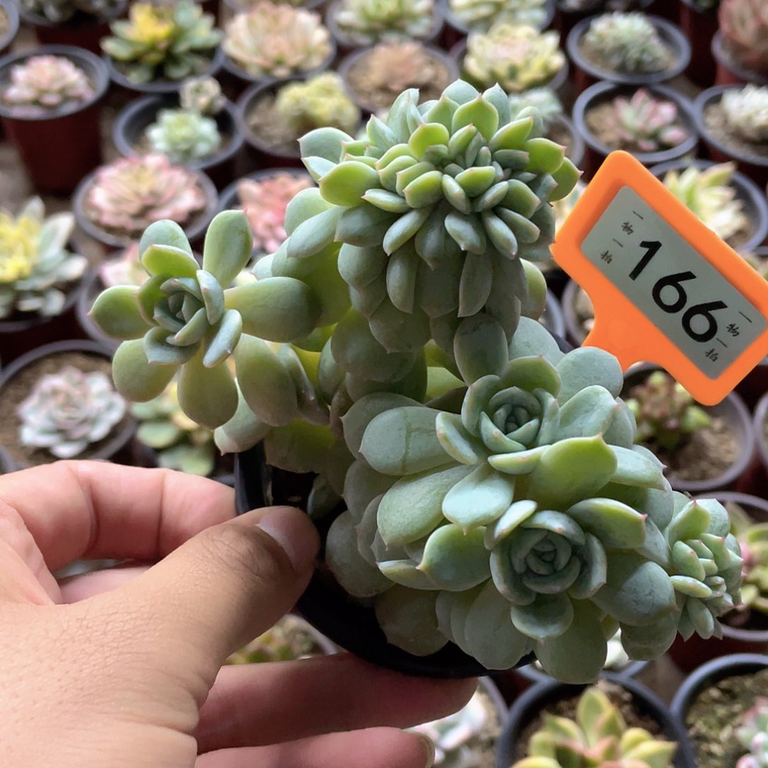 西***心166号多肉植物盆栽