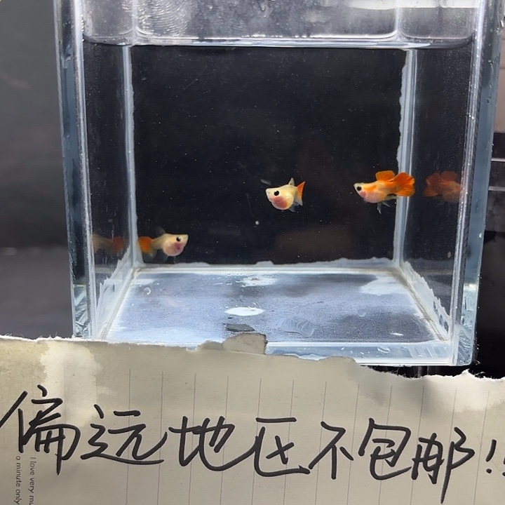 孔雀鱼红礼服2母1公