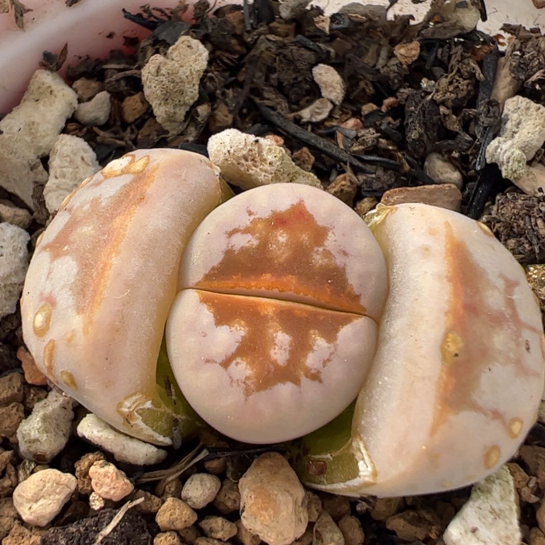 633多肉植物组合