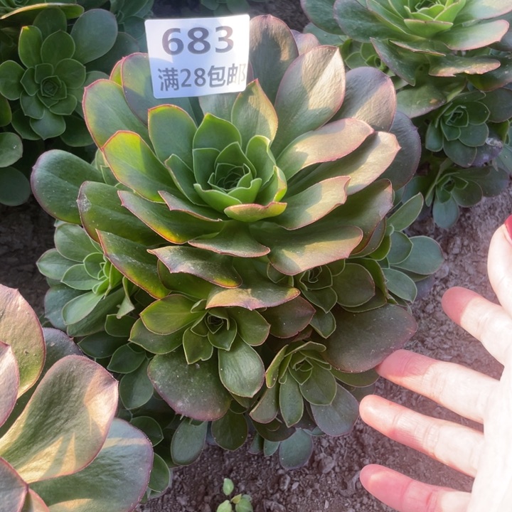 683二号棚魅金玫瑰