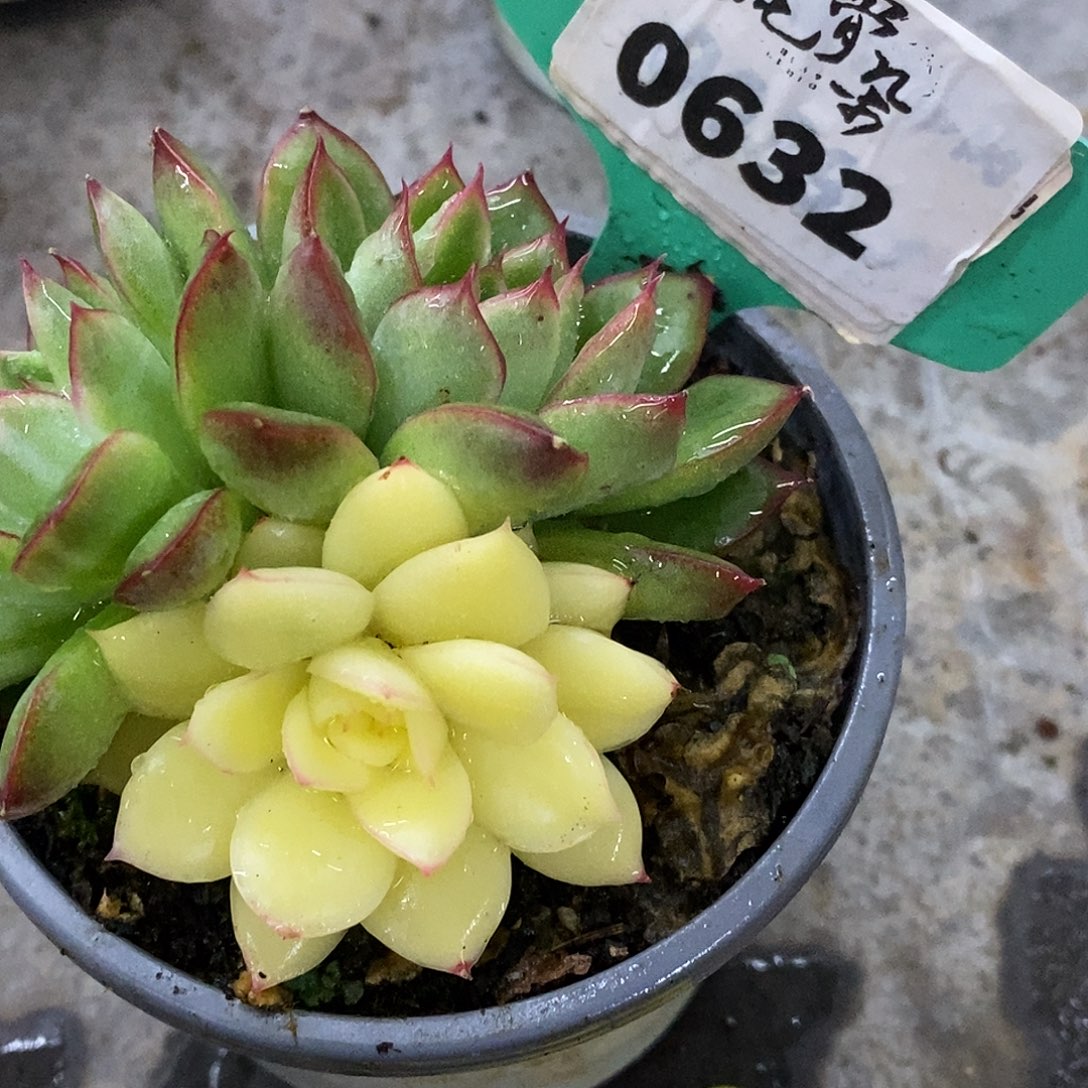 632补差价哈哈哈哈