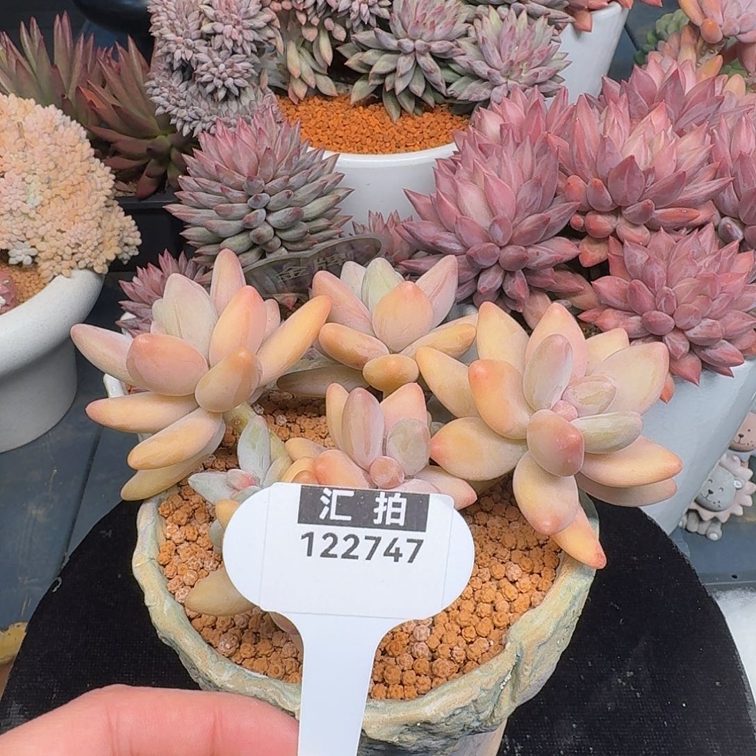 精品多肉植物122747