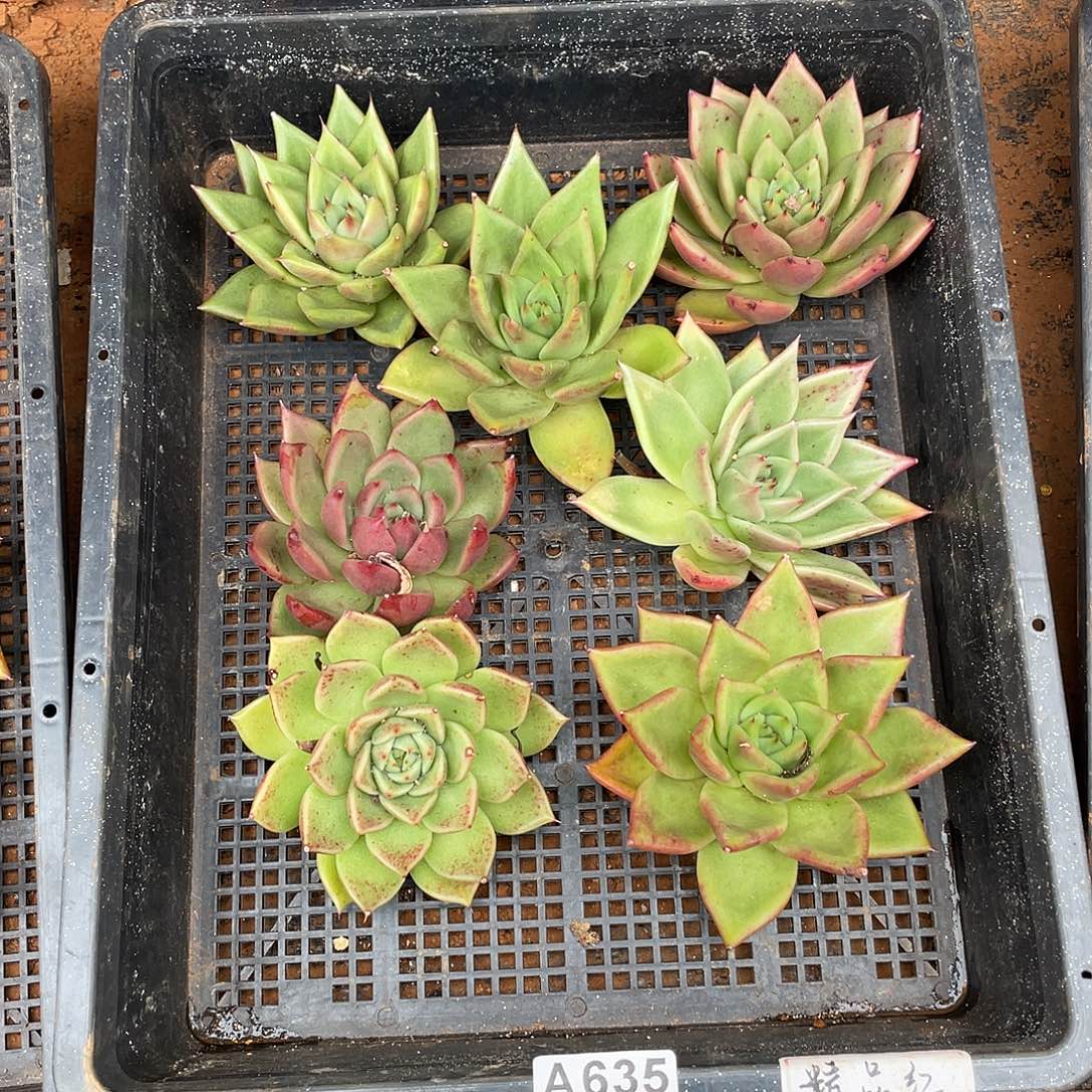 若如东云框拍A635