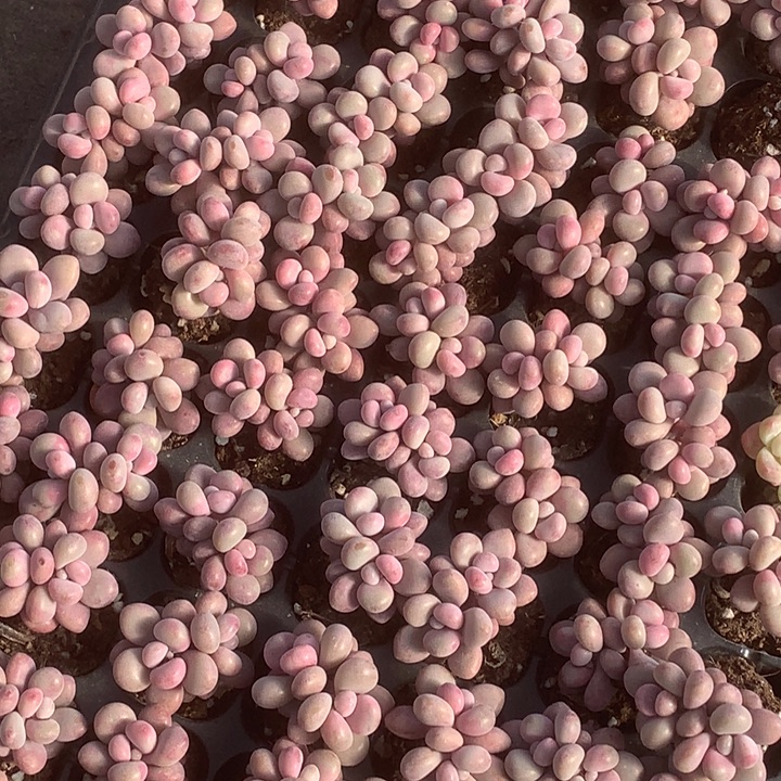 桃蛋双7颗。包邮  多肉。包邮