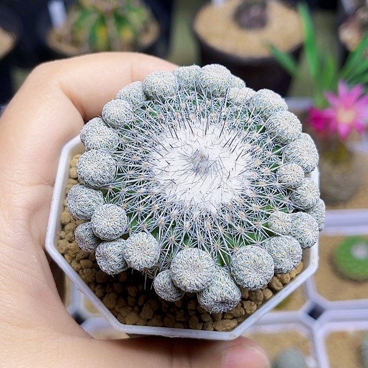 乌月丸母本一颗一颗