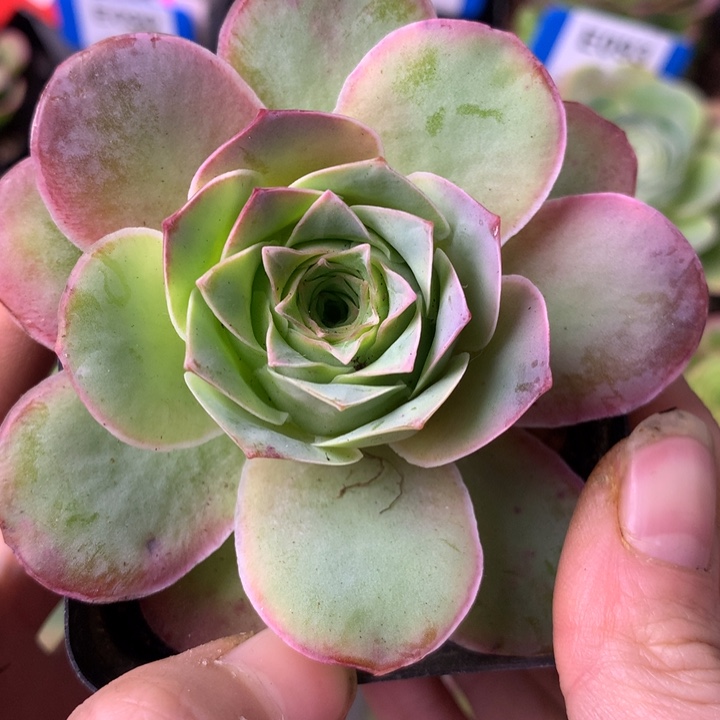 芳***驻一物一拍紫陌尘361