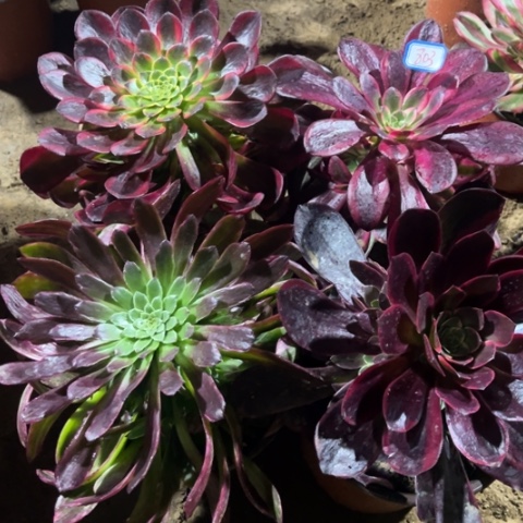803多肉植物组合