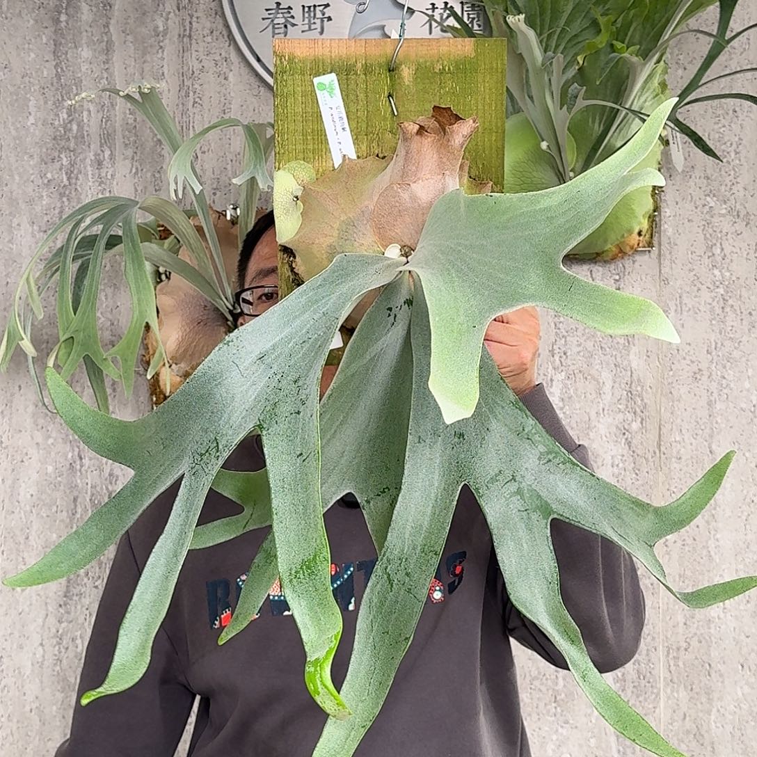 完全开放安爪鹿角蕨春野花园