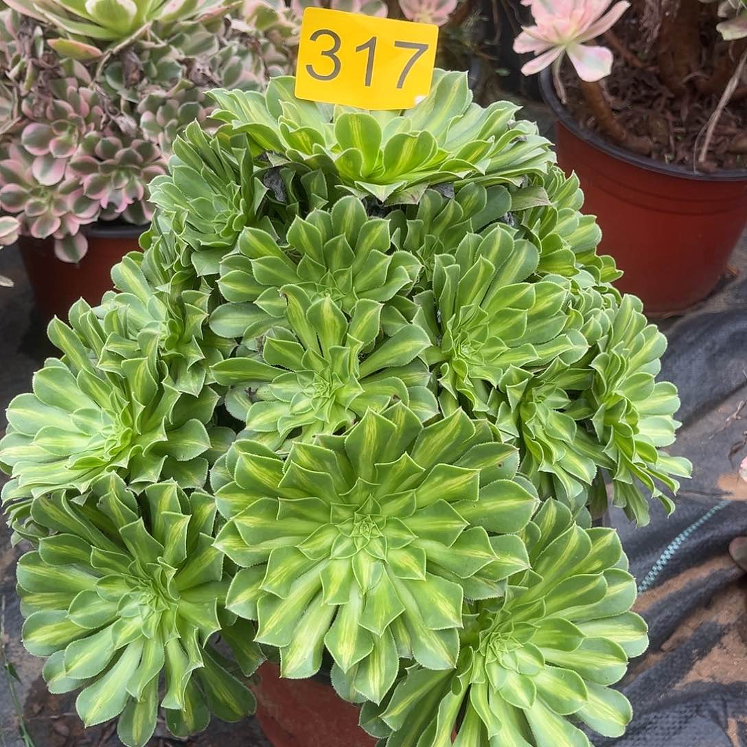 317颜如玉多肉植物