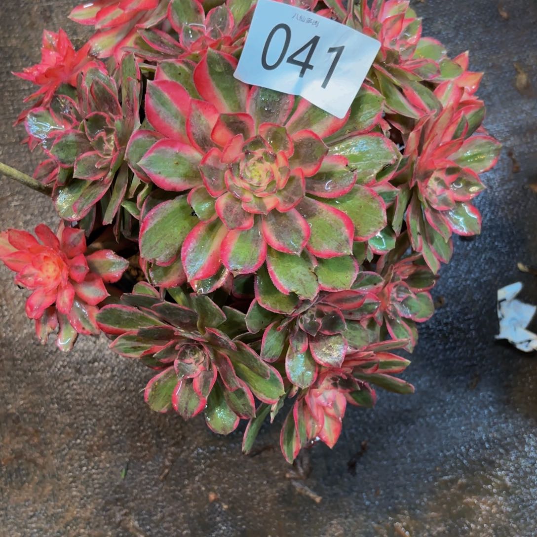 安*041多肉植物黑膜锦