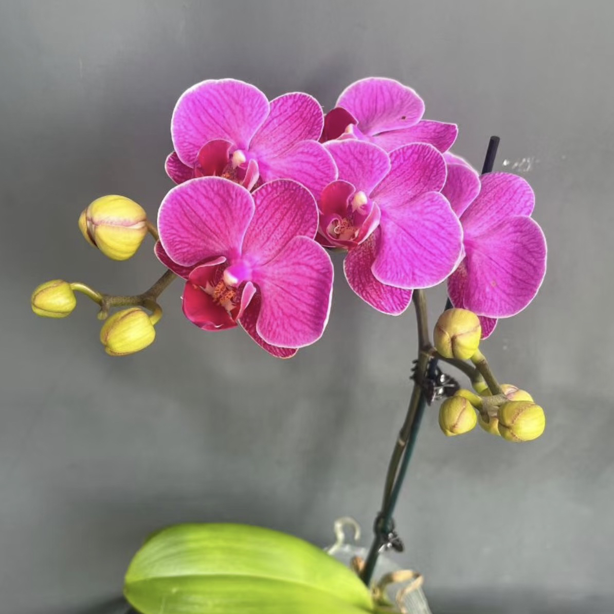 【李先生】梦叶萝丽~蝴蝶兰网红桌面摆花适合前台装