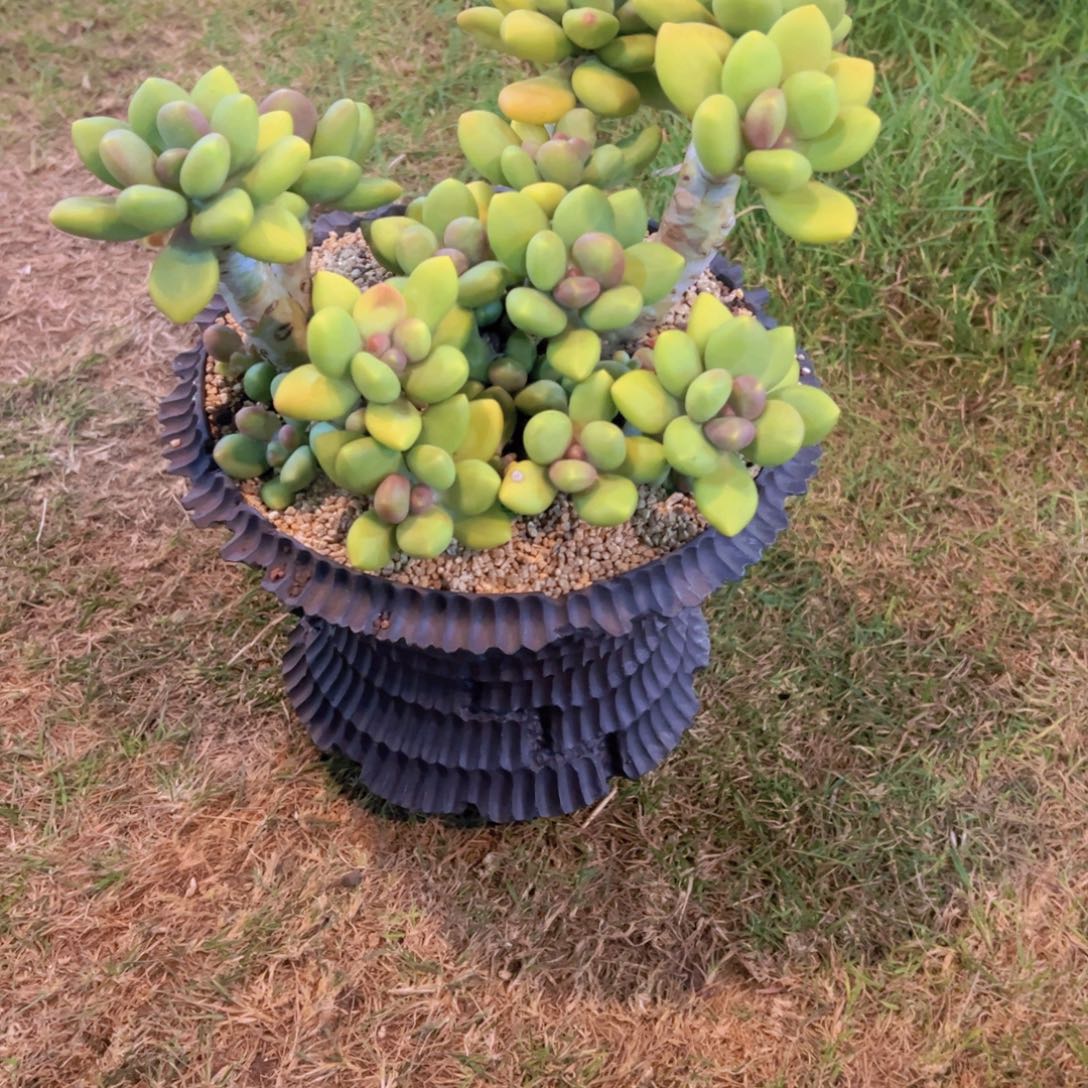 无花朵111111111111111111111111