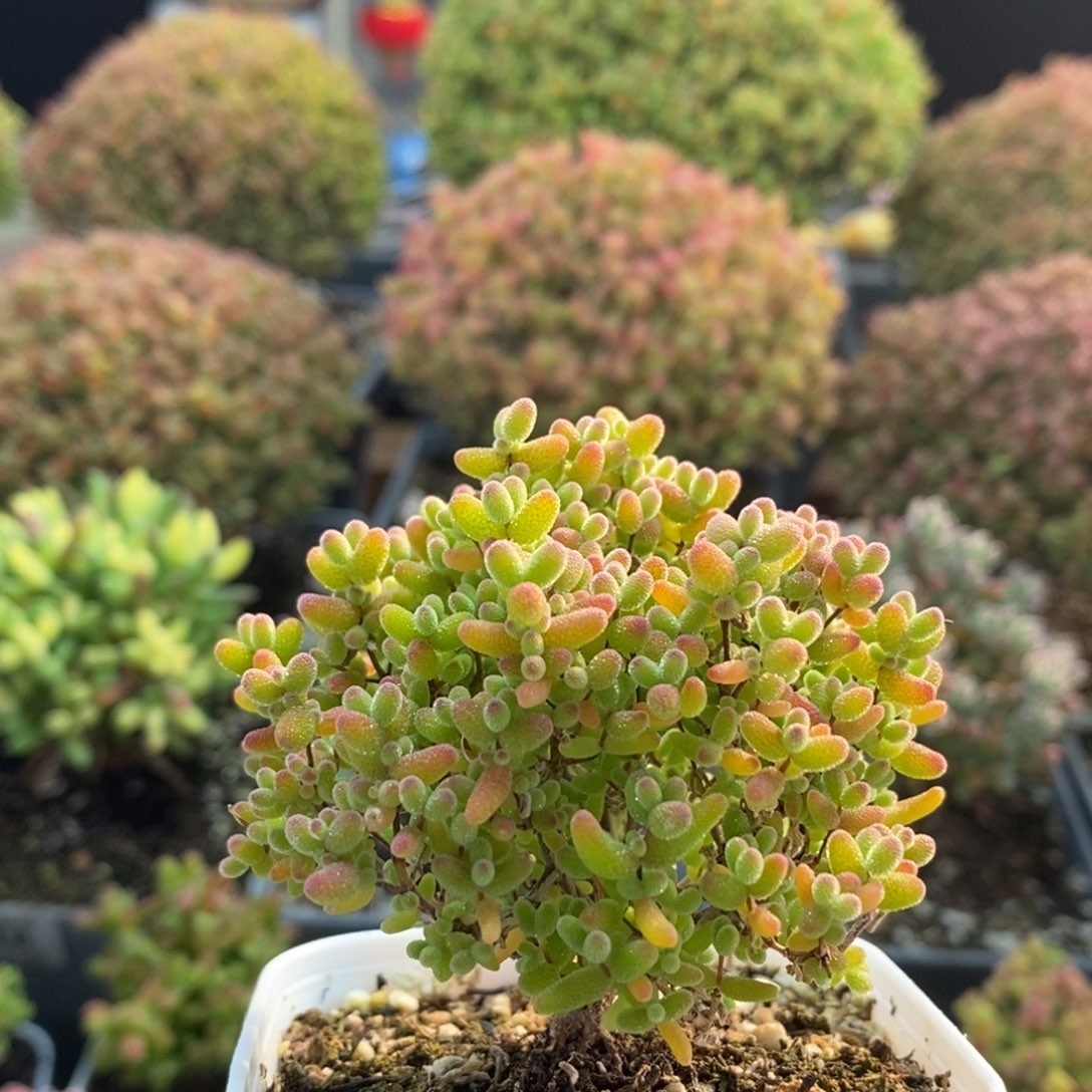 蜜橘糖球2855枝干番杏