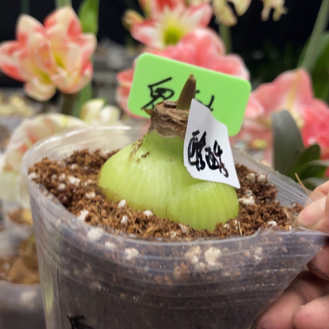 鬼魅朱顶红带盆发货