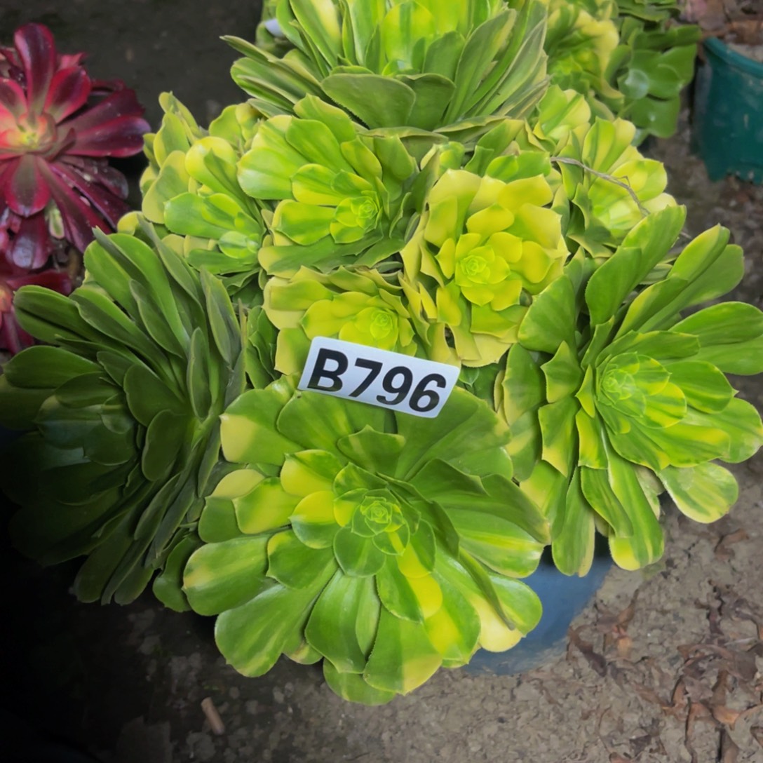 五色琉璃26//////26包邮