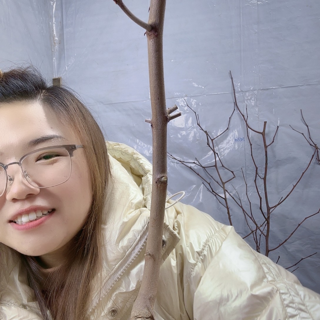 无花朵山西蟠枣种植啊