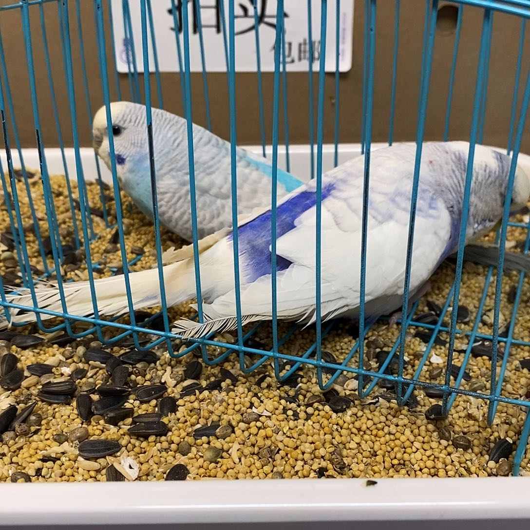 虎皮鹦鹉大头虎皮