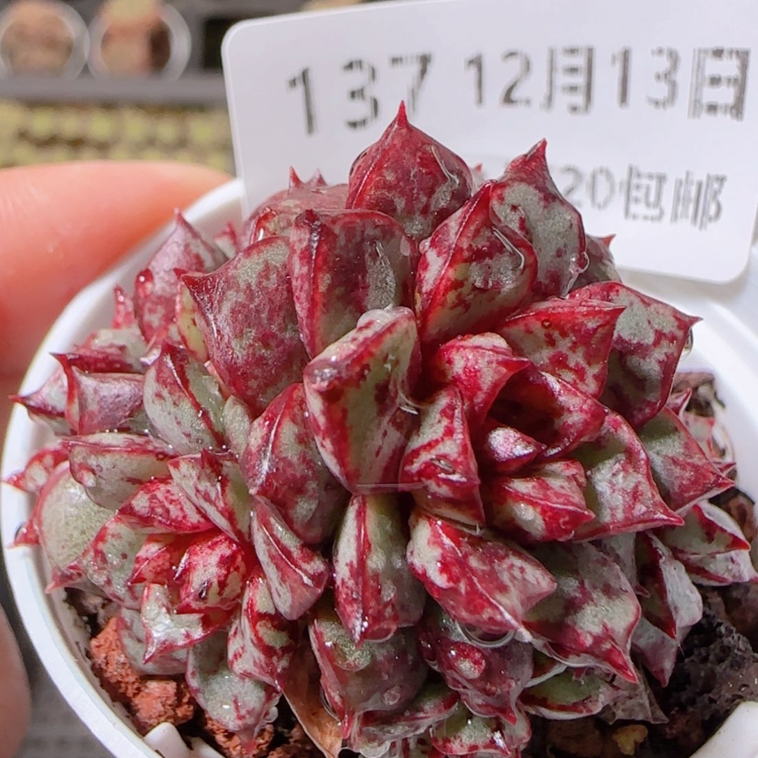 花语多肉1213-137朱雀