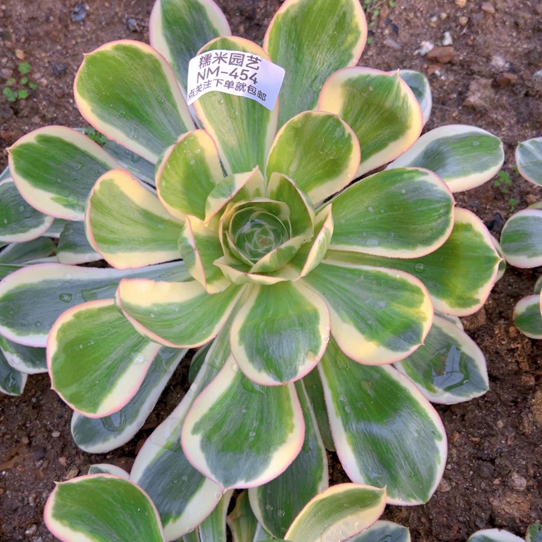 燕子锦多肉植物454