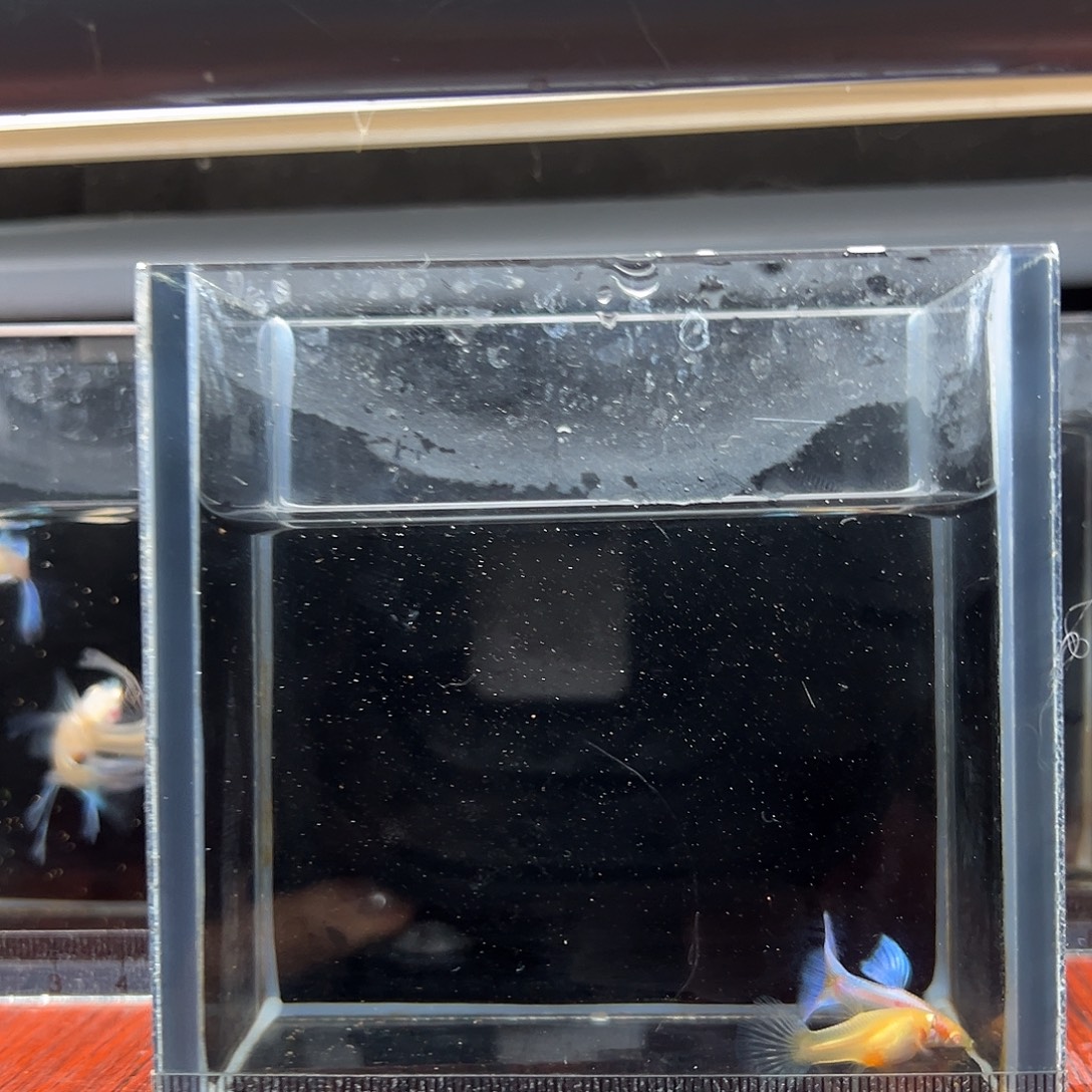 孔雀鱼法兰星白子一对