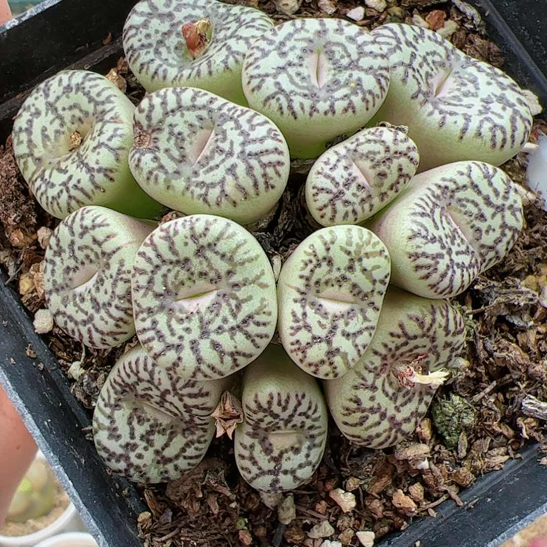 【闪购商品】345 双12 福利 必拍