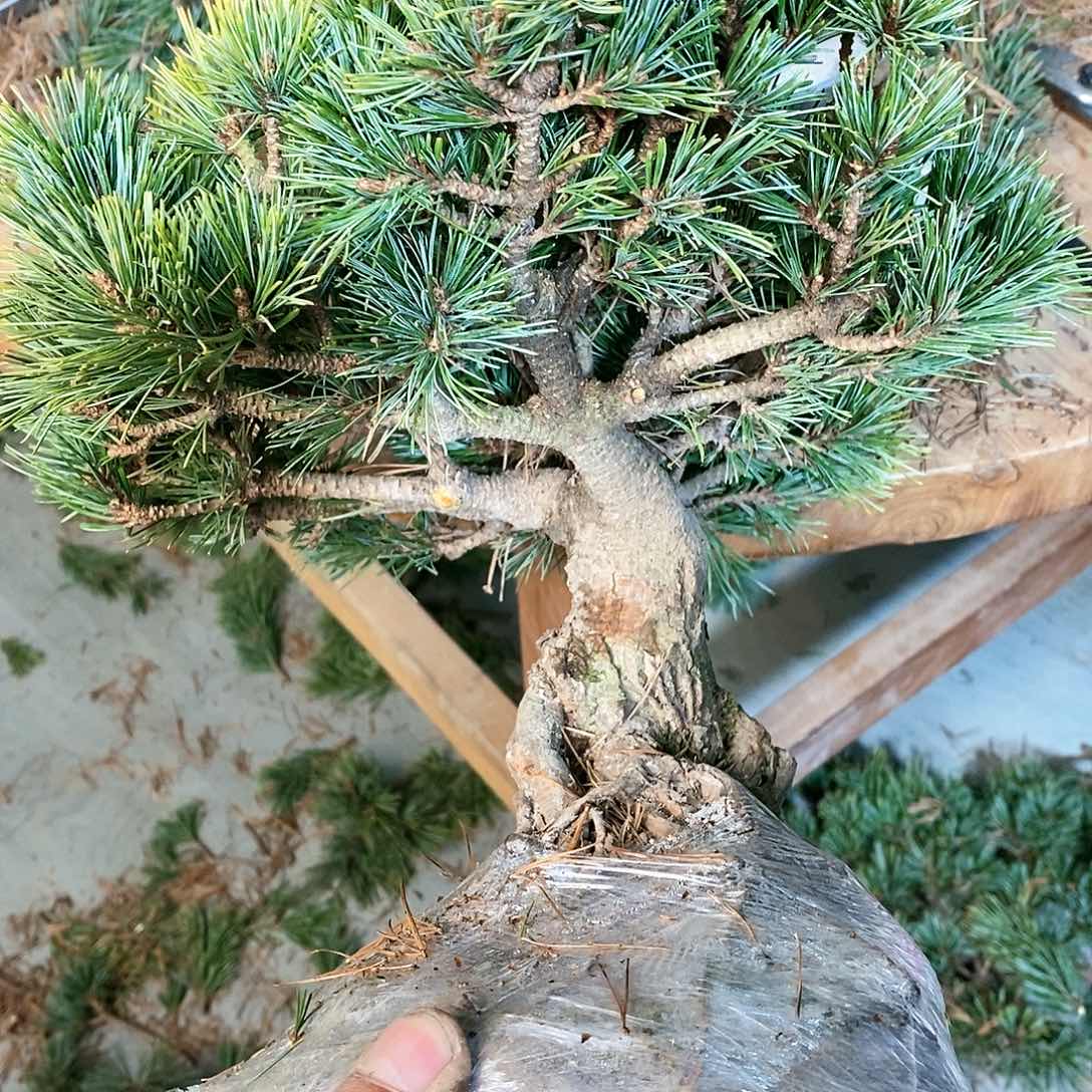 【闪购商品】无花朵