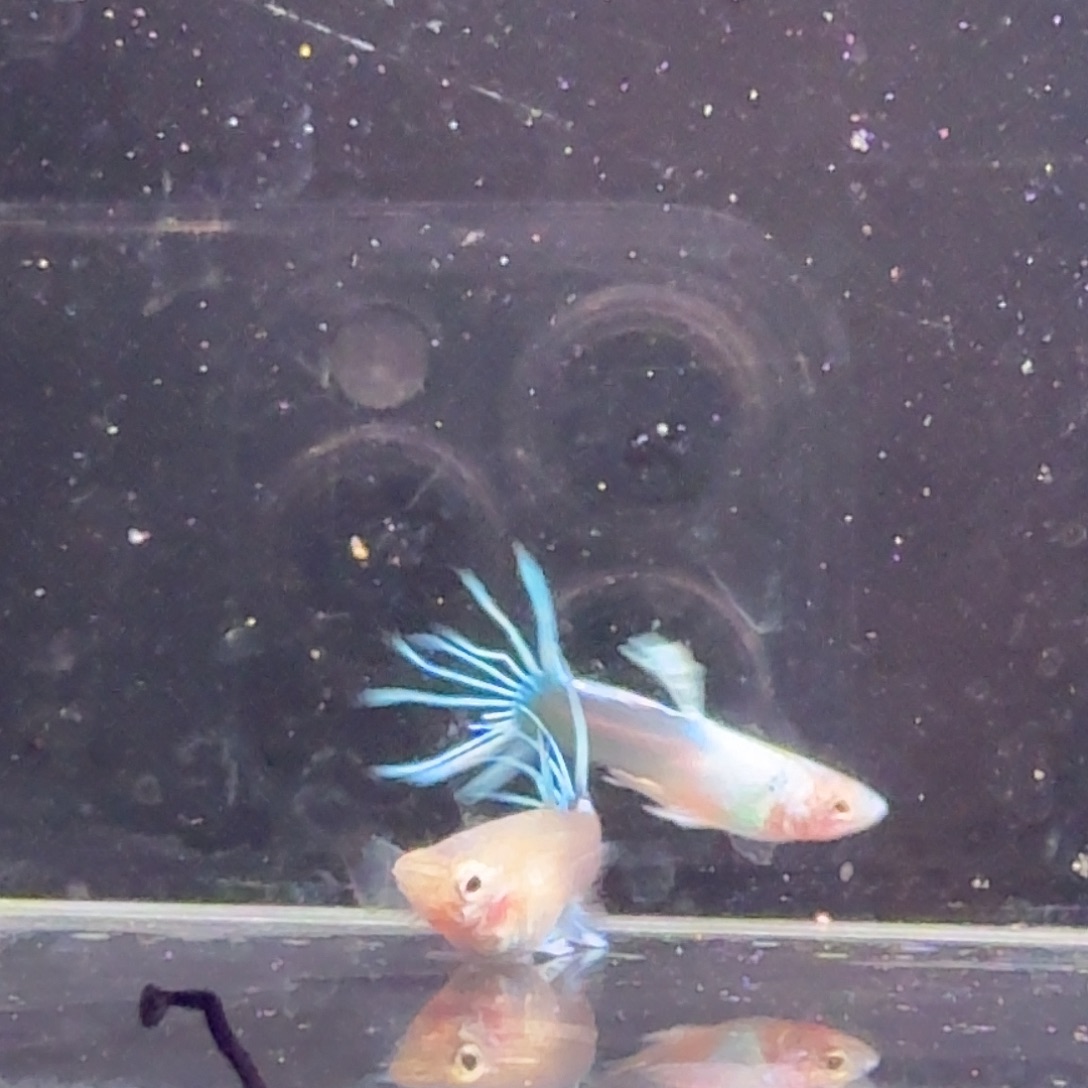 孔雀鱼黄礼服冠尾1对