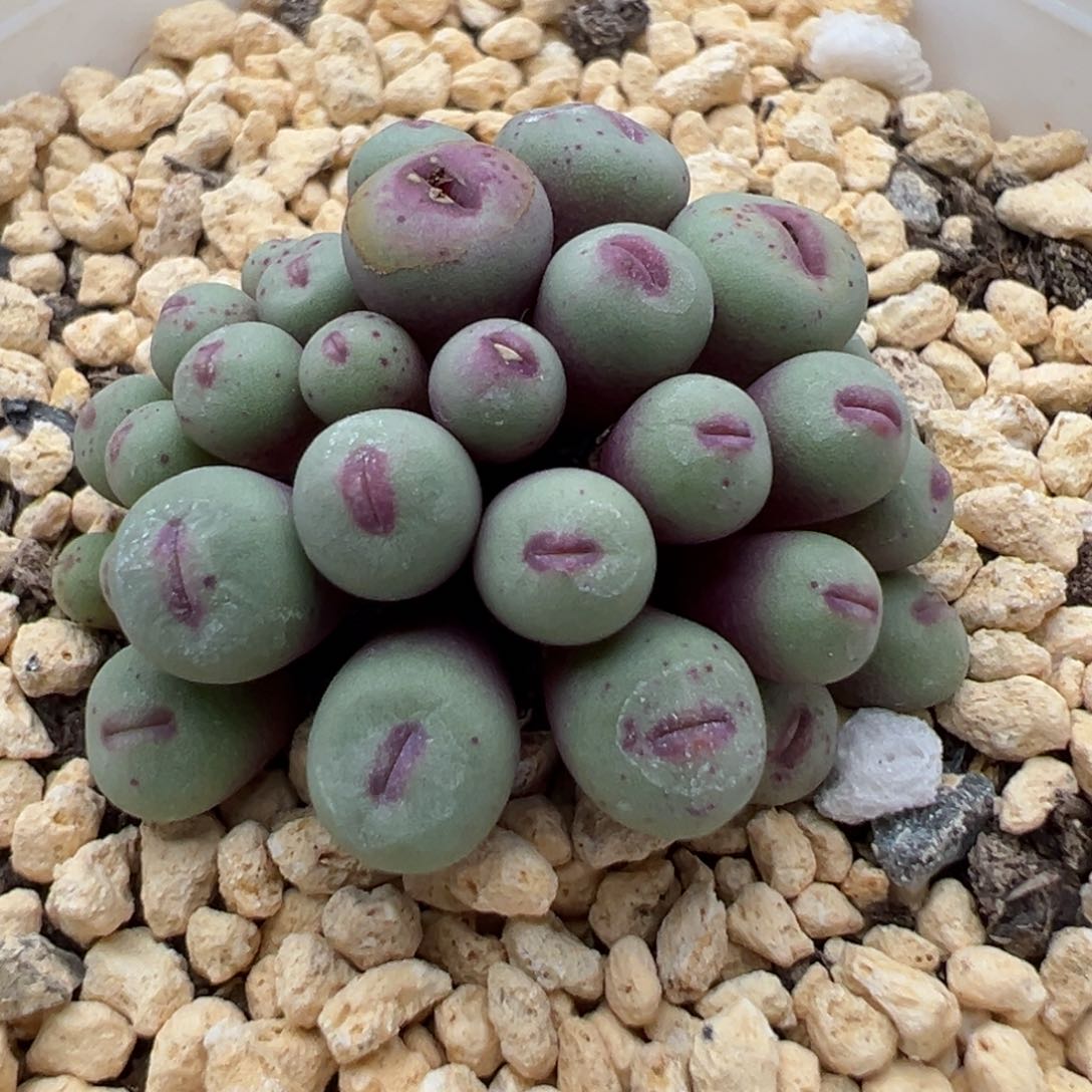 多肉植物13号小红嘴