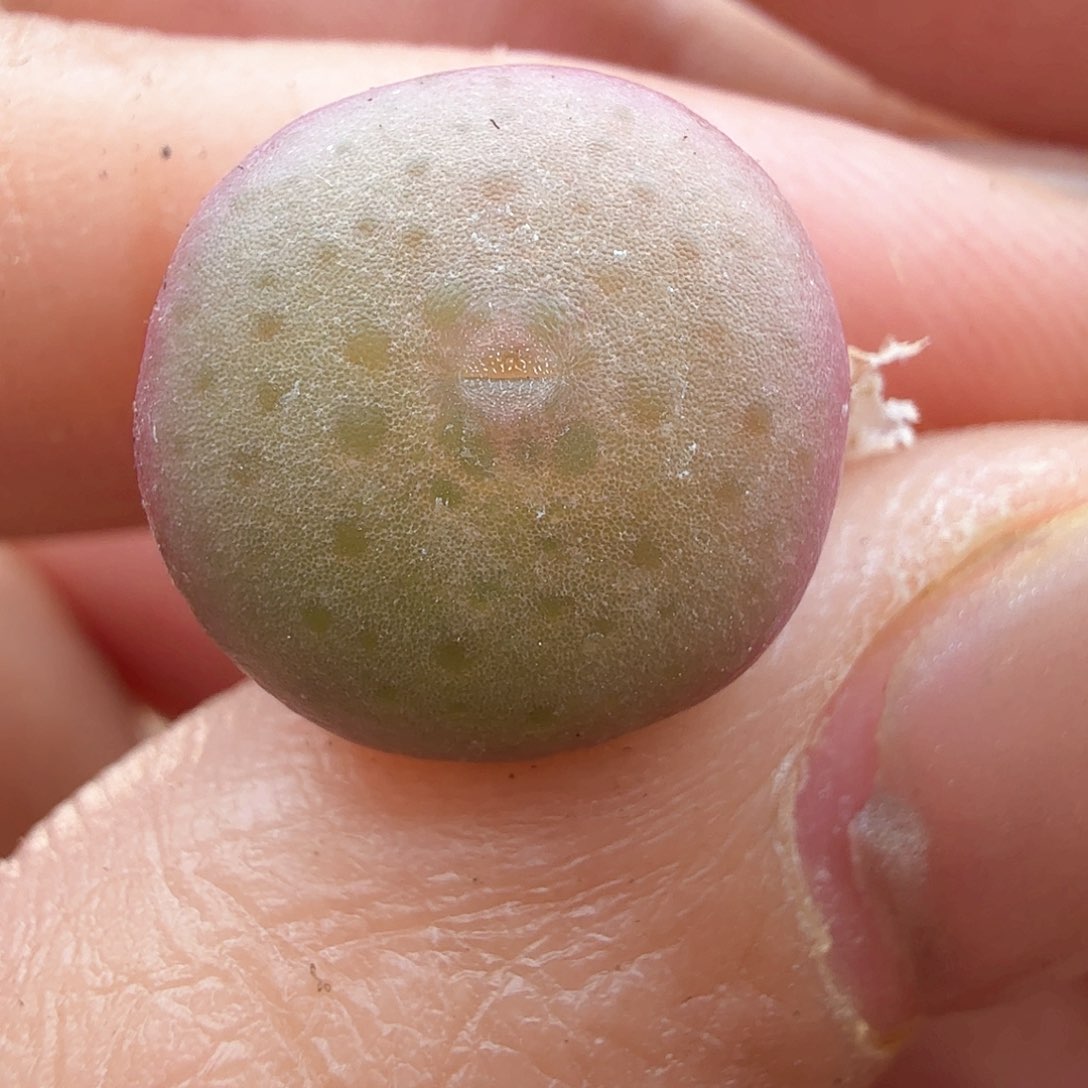 2.7.34/白花大G/多肉植物