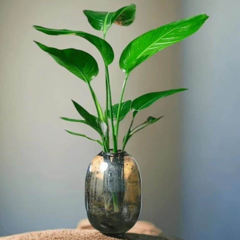 （水培天堂鸟）50-60CM好养四季大叶绿植盆栽办公室吸甲醛好看