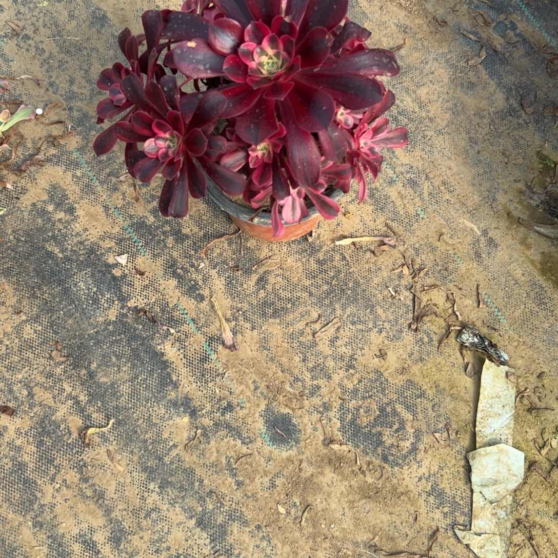 焦*美杜莎多肉一物一拍17