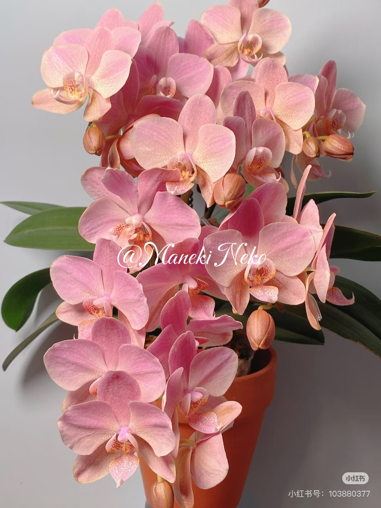 （安祖特拉维索）大爆根精品蝴蝶兰3.0加高杯爆根根系超粗有叶损