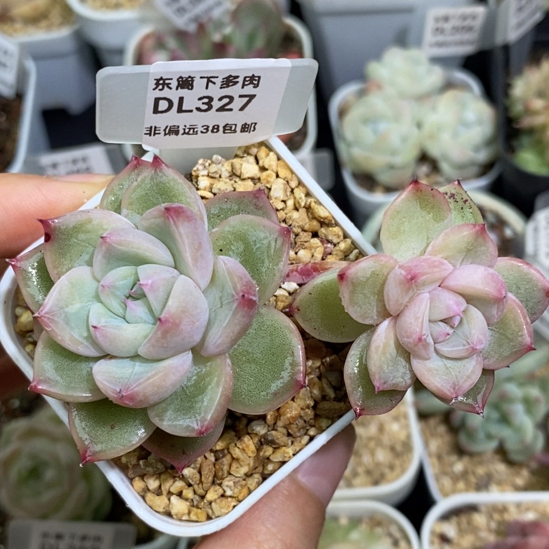 327东篱下多肉植物盆栽