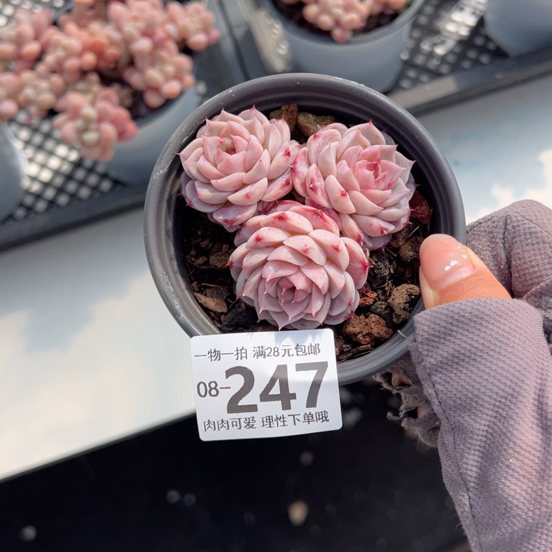 天鹅绒不包整多肉多肉多肉