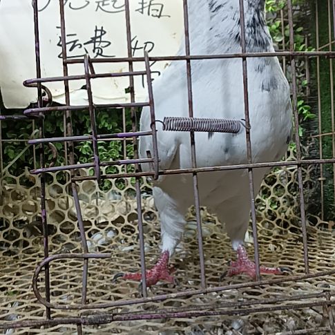 元宝公鸽子一只公
