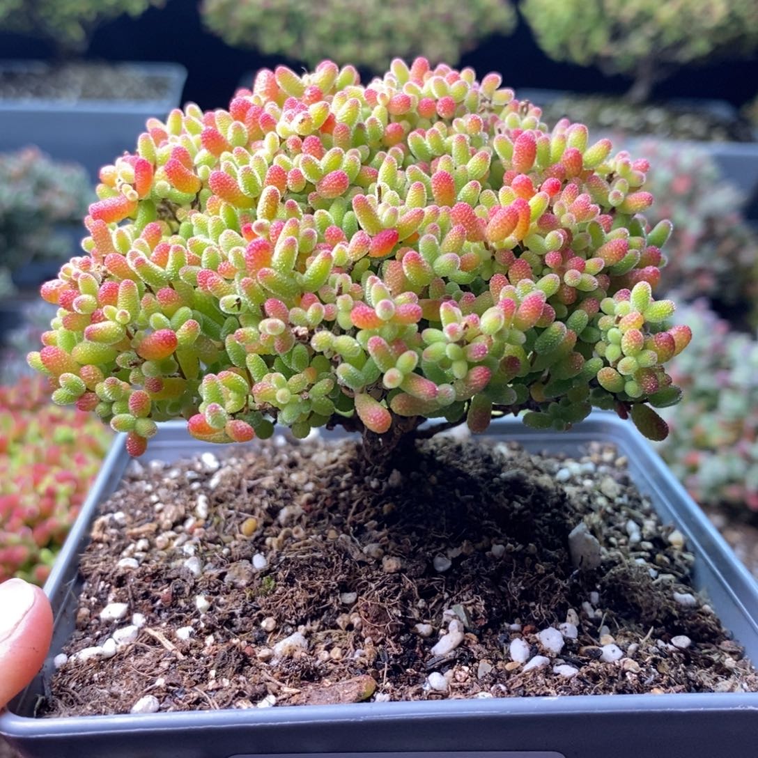 盛****2065蜜橘糖球 。     