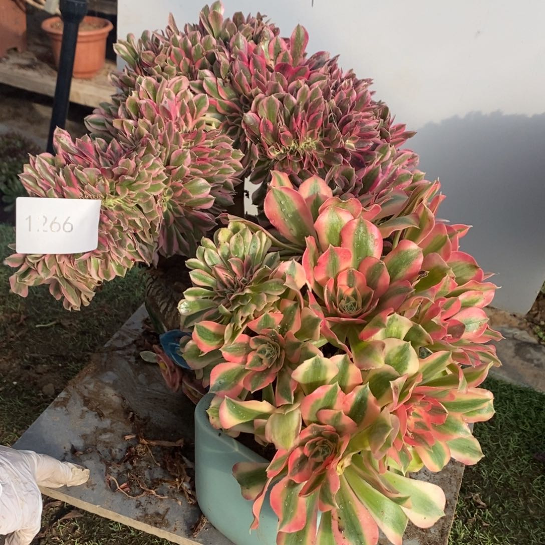 不开花植物1266号粉女巫缀化2颗多肉
