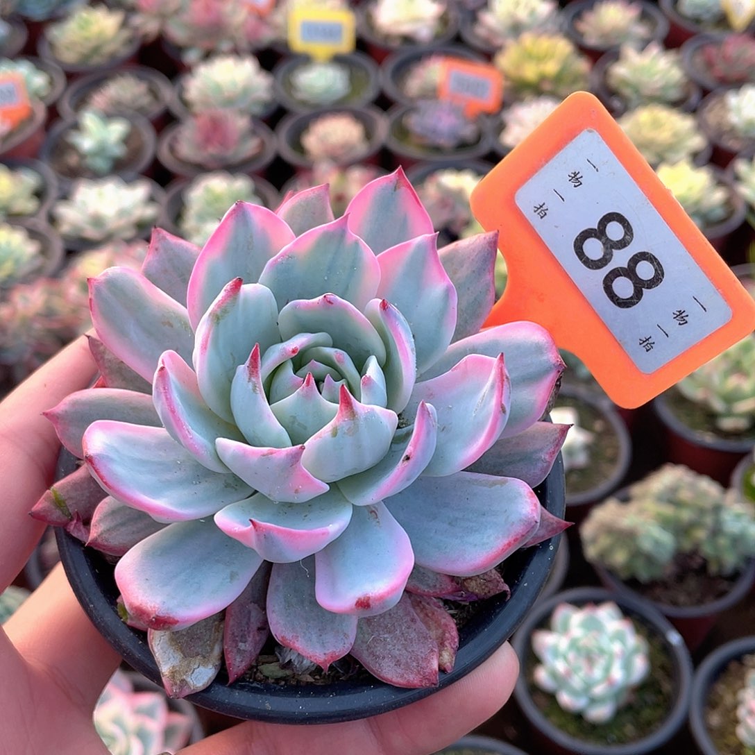 灵***龙88号多肉植物盆栽